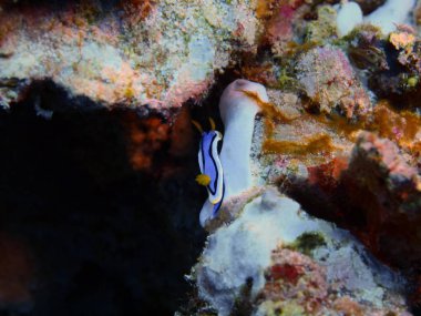 Endonezya, Kuzey Sulawesi, Bunaken ada, deniz yaratığı muhteşem ve gizemli sualtı dünyası