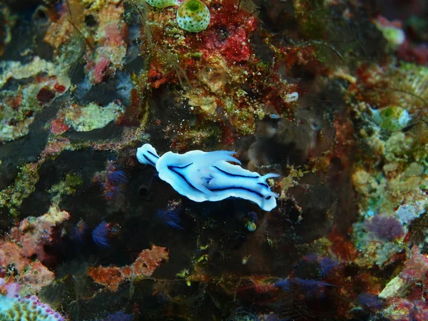 Incrível Misterioso Mundo Subaquático Indonésia Sulawesi Norte Ilha Bunaken Lesma — Fotografia de Stock