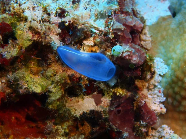 Amazing Mysterious Underwater World Indonesia North Sulawesi Bunaken Island Stone — Stock Photo, Image