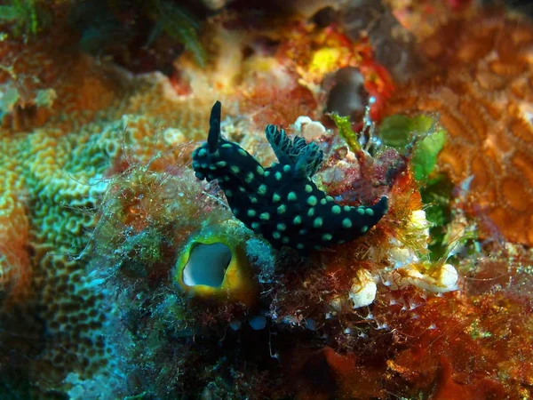 Úžasný Tajemné Podmořského Světa Indonésie Severní Sulawesi Ostrov Bunaken Mořská — Stock fotografie