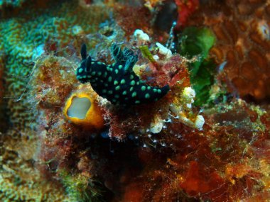 Endonezya, Kuzey Sulawesi, Bunaken ada, deniz yaratığı muhteşem ve gizemli sualtı dünyası