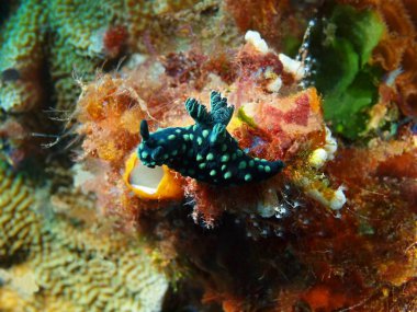 Endonezya, Kuzey Sulawesi, Bunaken ada, deniz yaratığı muhteşem ve gizemli sualtı dünyası