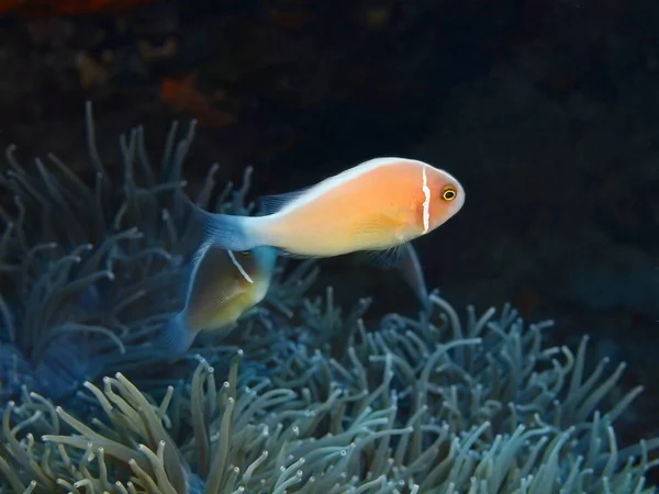 Die Erstaunliche Und Geheimnisvolle Unterwasserwelt Indonesiens Nordsulawesi Bunaken Island Clownfish — Stockfoto