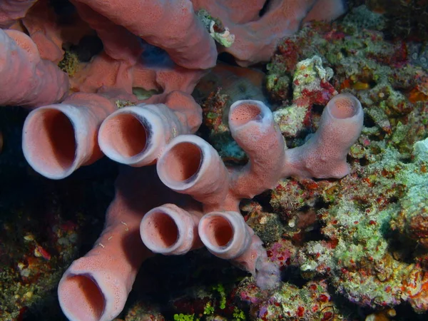 Fantastiska Och Mystiska Undervattensvärlden Indonesien Norra Sulawesi Bunaken Island Horn — Stockfoto