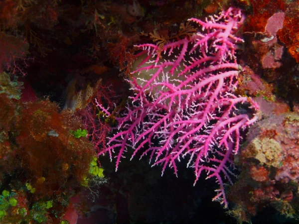 Monde Sous Marin Étonnant Mystérieux Indonésie Sulawesi Nord Île Bunaken — Photo