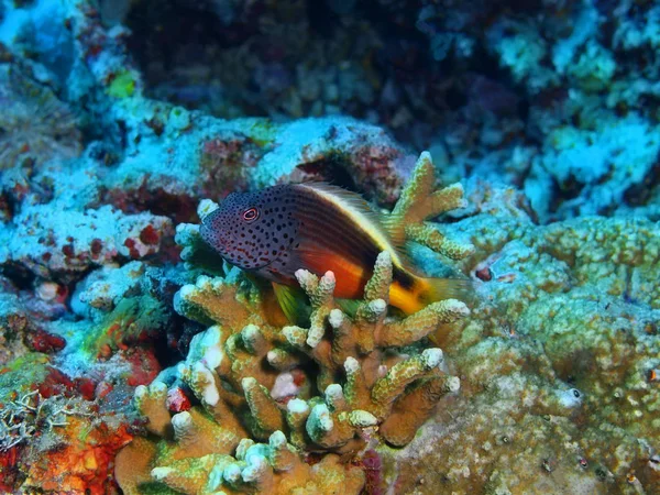 Podmořský Svět Úžasný Tajemné Indonésie Severní Sulawesi Ostrov Bunaken Korálové — Stock fotografie