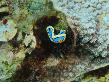 Endonezya, Kuzey Sulawesi, Bunaken ada, deniz yaratığı muhteşem ve gizemli sualtı dünyası