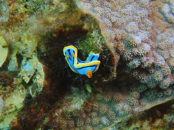 Incrível Misterioso Mundo Subaquático Indonésia Sulawesi Norte Ilha Bunaken Lesma — Fotografia de Stock