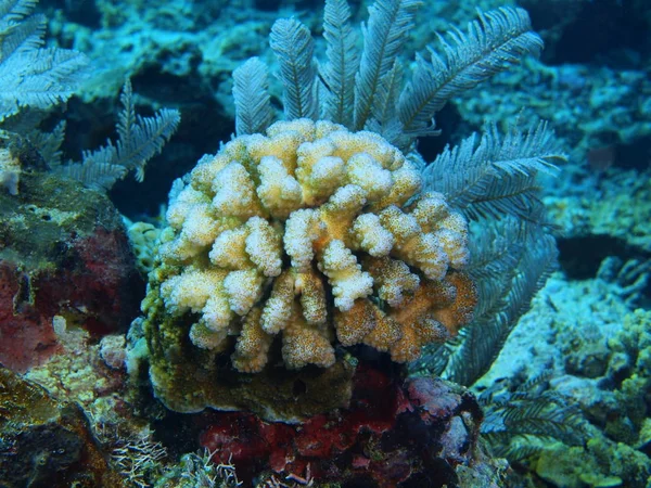 印度尼西亚 北苏拉威西 布纳肯岛 石珊瑚的惊人和神秘的水下世界 — 图库照片