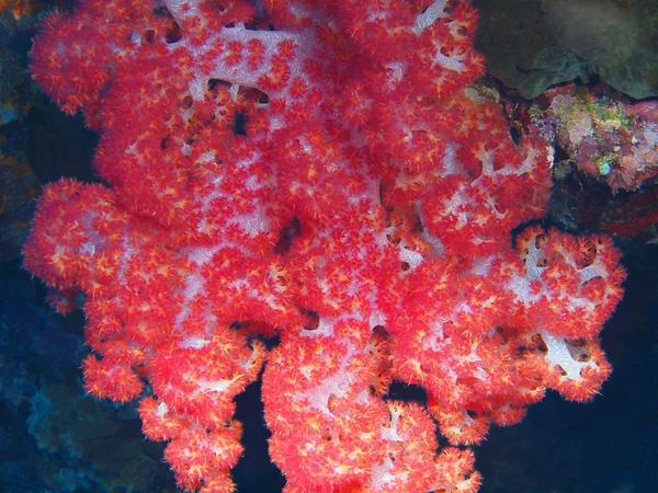 インドネシア北スラウェシ州 ブナケン島 珊瑚の驚くべき 神秘的な水中世界 — ストック写真