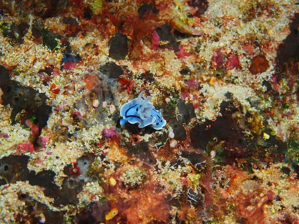 Monde Sous Marin Étonnant Mystérieux Indonésie Sulawesi Nord Bunaken Island — Photo