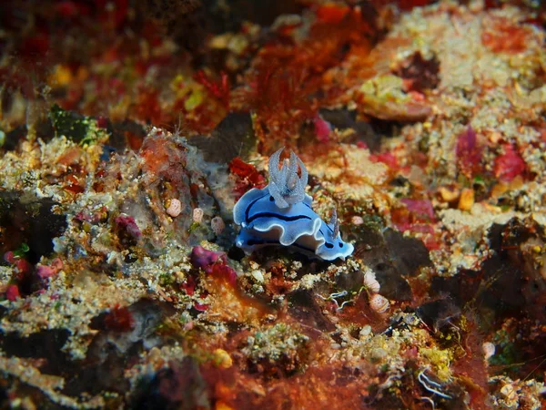 Amazing Mysterious Underwater World Indonesia North Sulawesi Bunaken Island Sea — Stock Photo, Image