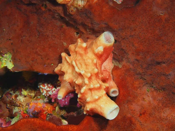 Incrível Misterioso Mundo Subaquático Indonésia North Sulawesi Bunaken Island Demosponge — Fotografia de Stock