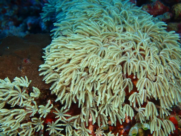 Fantastiska Och Mystiska Undervattensvärlden Indonesien Norra Sulawesi Bunaken Island Mjuk — Stockfoto