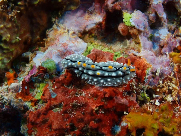 Fantastiska Och Mystiska Undervattensvärlden Indonesien Norra Sulawesi Bunaken Island Sea — Stockfoto