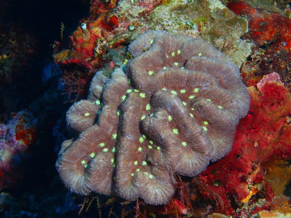 Monde Sous Marin Étonnant Mystérieux Indonésie Sulawesi Nord Île Bunaken — Photo