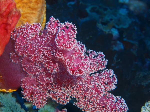 Die Erstaunliche Und Geheimnisvolle Unterwasserwelt Indonesiens Nordsulawesi Bunaken Island Weichkorallen — Stockfoto