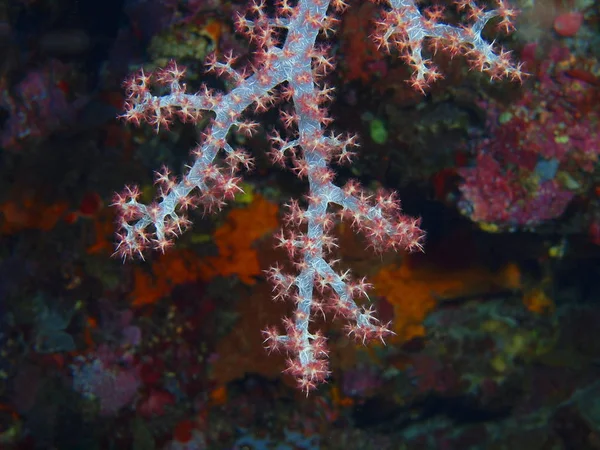 印度尼西亚 北苏拉威西 布纳肯岛 软珊瑚的惊人和神秘的水下世界 — 图库照片