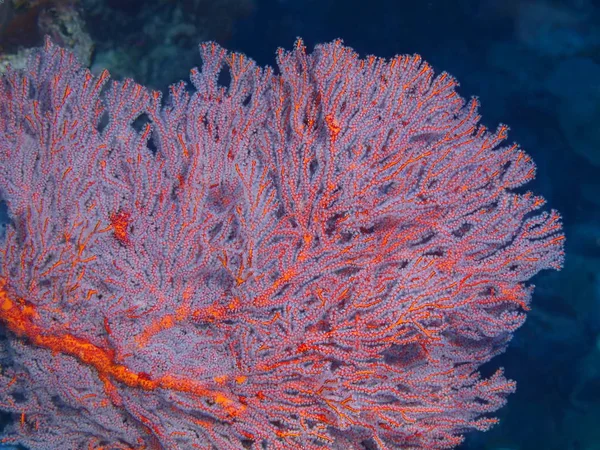 Amazing Mysterious Underwater World Indonesia North Sulawesi Bunaken Island Gorgonian — Stock Photo, Image