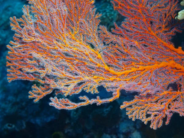 Amazing Mysterious Underwater World Indonesia North Sulawesi Bunaken Island Gorgonian — Stock Photo, Image