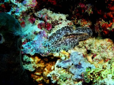 Endonezya, Kuzey Sulawesi, Bunaken Adası, kurguya muhteşem ve gizemli sualtı dünyası