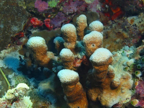 Verbazingwekkende Mysterieuze Onderwaterwereld Van Indonesië Noord Celebes Bunaken Eiland Stenen — Stockfoto