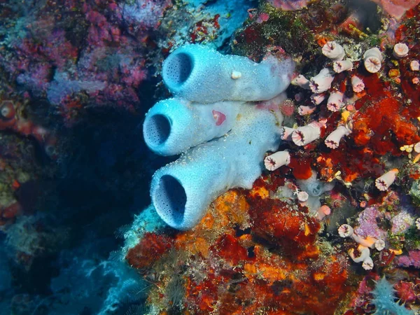 Asombroso Misterioso Mundo Submarino Indonesia Sulawesi Del Norte Isla Bunaken — Foto de Stock