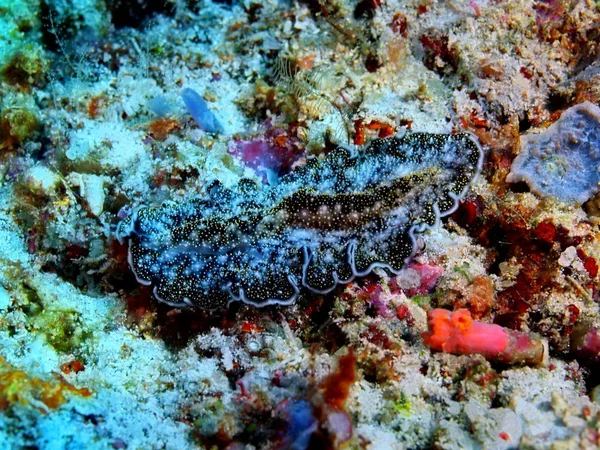 Die Erstaunliche Und Geheimnisvolle Unterwasserwelt Indonesiens Nordsulawesi Bunaken Island Plattwurm — Stockfoto