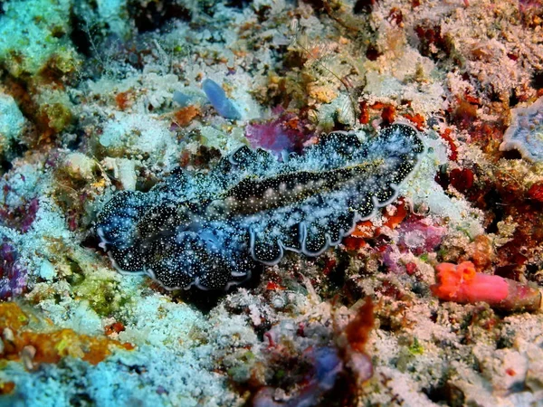 Amazing Mysterious Underwater World Indonesia North Sulawesi Bunaken Island Flatworm — Stock Photo, Image