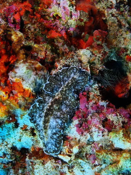 インドネシア北スラウェシ州 ブナケン島 Flatworm の驚くべき 神秘的な水中世界 — ストック写真