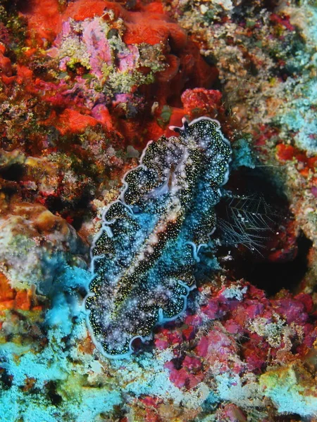 Удивительный Загадочный Подводный Мир Индонезии Северного Сулавеси Острова Бунакен Плоского — стоковое фото