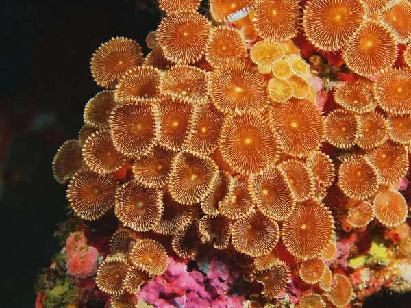 Fantastiska Och Mystiska Undervattensvärlden Indonesien Norra Sulawesi Bunaken Island Sten — Stockfoto