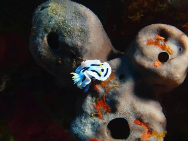 Endonezya, Kuzey Sulawesi, Bunaken ada, deniz yaratığı muhteşem ve gizemli sualtı dünyası