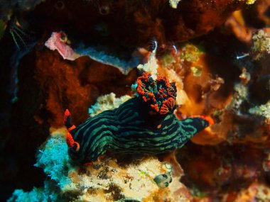 Endonezya, Kuzey Sulawesi, Bunaken ada, deniz yaratığı muhteşem ve gizemli sualtı dünyası