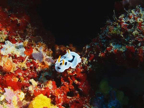 Fantastiska Och Mystiska Undervattensvärlden Indonesien Norra Sulawesi Bunaken Island Sea — Stockfoto
