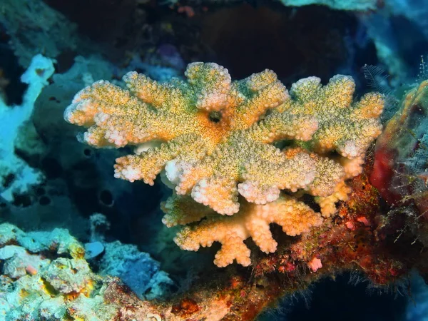 インドネシア北スラウェシ州 ブナケン島 石サンゴの驚くべき 神秘的な水中世界 — ストック写真