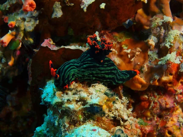 Удивительный Таинственный Подводный Мир Индонезии Северный Сулавеси Остров Бунакен Морской — стоковое фото