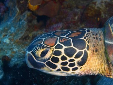Endonezya, Kuzey Sulawesi, Bunaken ada, deniz kaplumbağası muhteşem ve gizemli sualtı dünyası