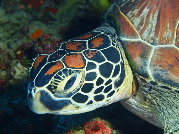 The amazing and mysterious underwater world of Indonesia, North Sulawesi, Bunaken Island, sea turtle