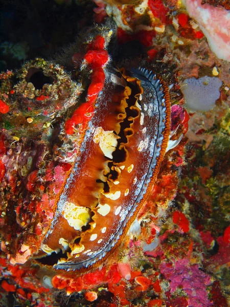 Amazing Mysterious Underwater World Indonesia North Sulawesi Bunaken Island Clam — Stock Photo, Image
