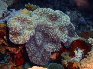 Endonezya, Kuzey Sulawesi, Bunaken Adası, taş mercan muhteşem ve gizemli sualtı dünyası