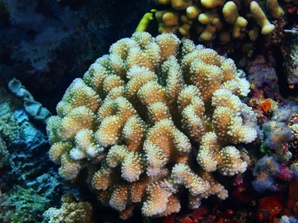 インドネシア北スラウェシ州 ブナケン島 石サンゴの驚くべき 神秘的な水中世界 — ストック写真
