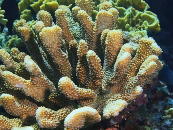 Monde Sous Marin Étonnant Mystérieux Indonésie Sulawesi Nord Île Bunaken — Photo