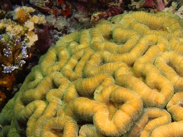 Amazing Mysterious Underwater World Indonesia North Sulawesi Bunaken Island Stone — Stock Photo, Image