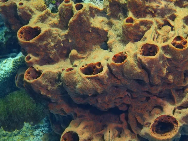 Asombroso Misterioso Mundo Submarino Indonesia Sulawesi Del Norte Isla Bunaken —  Fotos de Stock