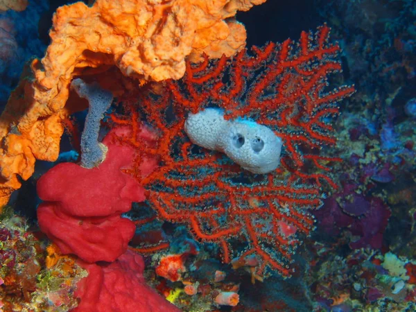 Καταπληκτικό Και Μυστηριώδες Υποβρύχιο Κόσμο Της Ινδονησίας North Sulawesi Bunaken — Φωτογραφία Αρχείου