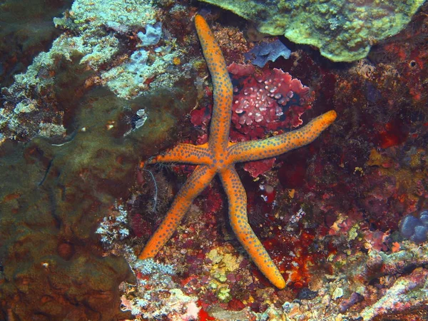 Endonezya Kuzey Sulawesi Bunaken Ada Deniz Yıldızı Muhteşem Gizemli Sualtı — Stok fotoğraf