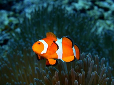 The amazing and mysterious underwater world of Indonesia, North Sulawesi, Bunaken Island, clownfish clipart