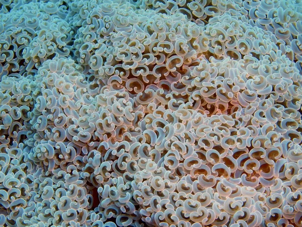 Tajemniczy Podwodny Świat Indonezji North Sulawesi Wyspę Bunaken Kamień Koral — Zdjęcie stockowe
