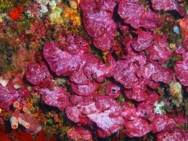 Endonezya Kuzey Sulawesi Bunaken Adası Taş Mercan Muhteşem Gizemli Sualtı — Stok fotoğraf